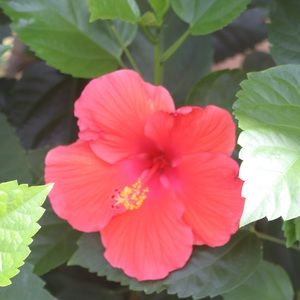 Meet your Posher, Rosaria